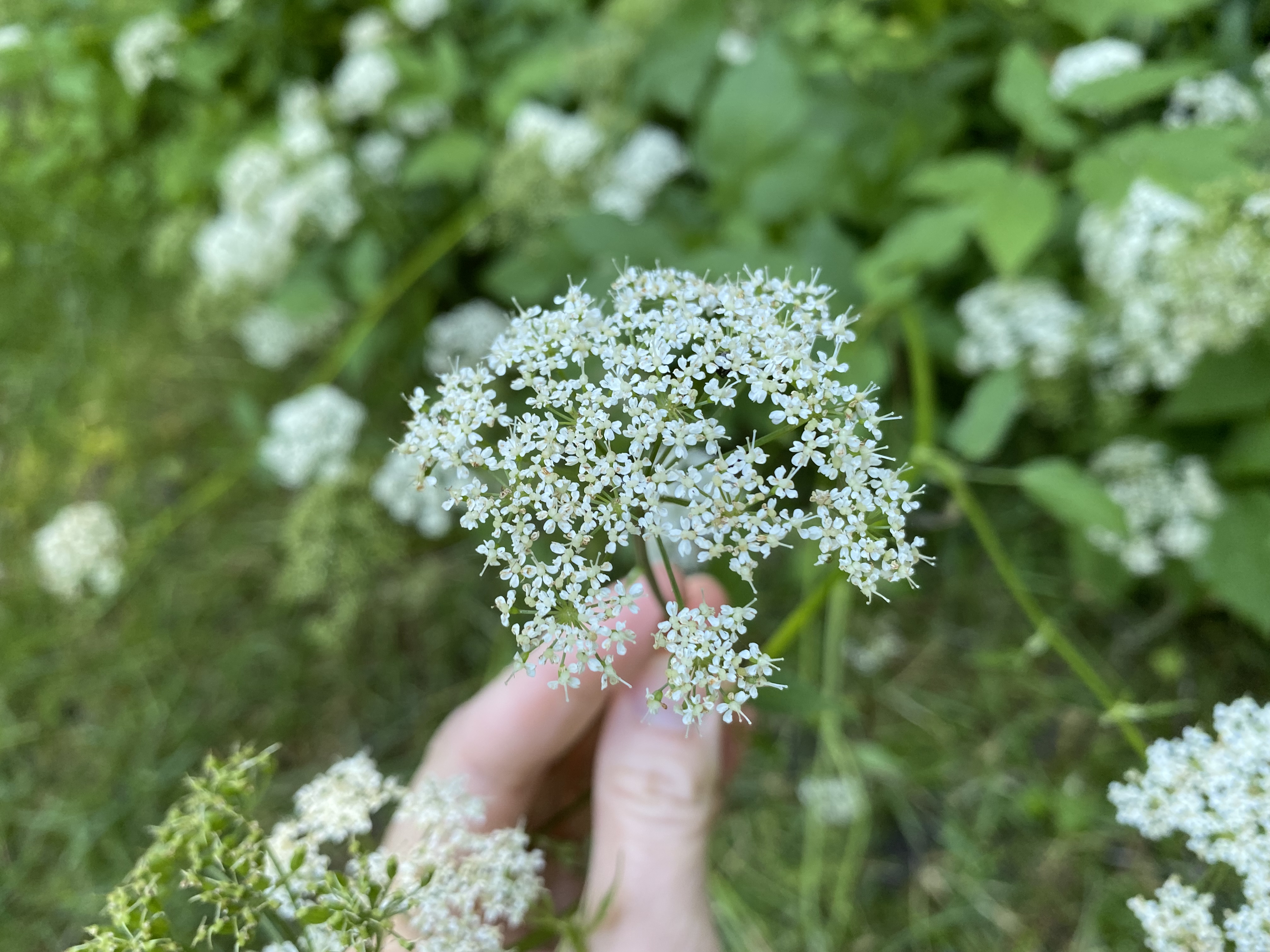 The photo is of a goutweed flower.  The flowers have white petals and are produced in flat or done shaped clusters. 